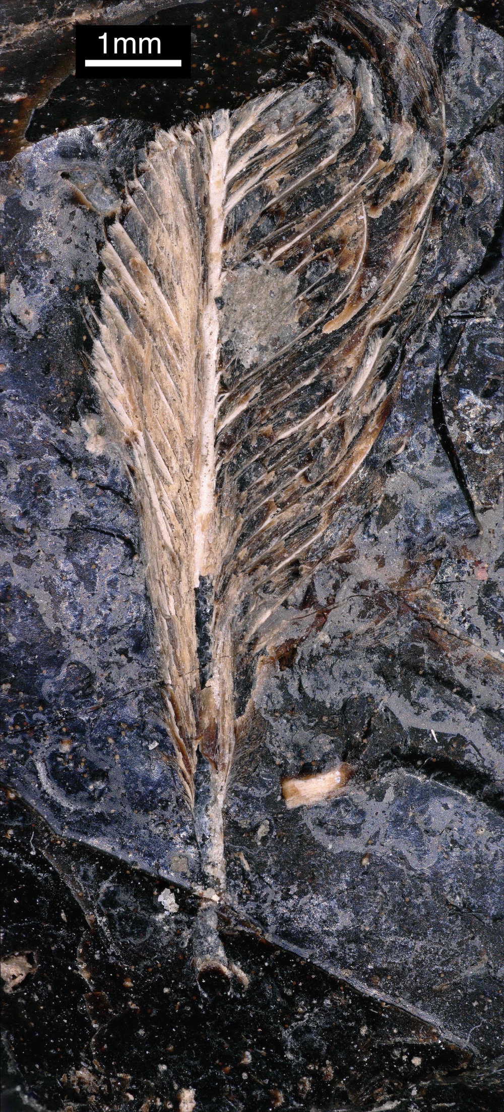 the feather fossil shows a central spine with thinner tendrils coming off of it in remarkable detail
